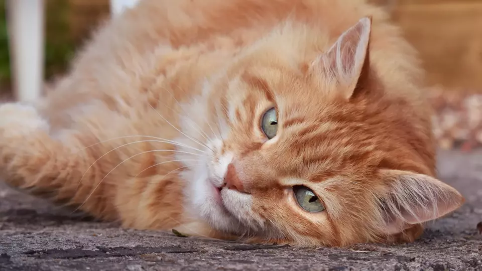 Ginger Tom Cat, nicknamed "Fat Pood"