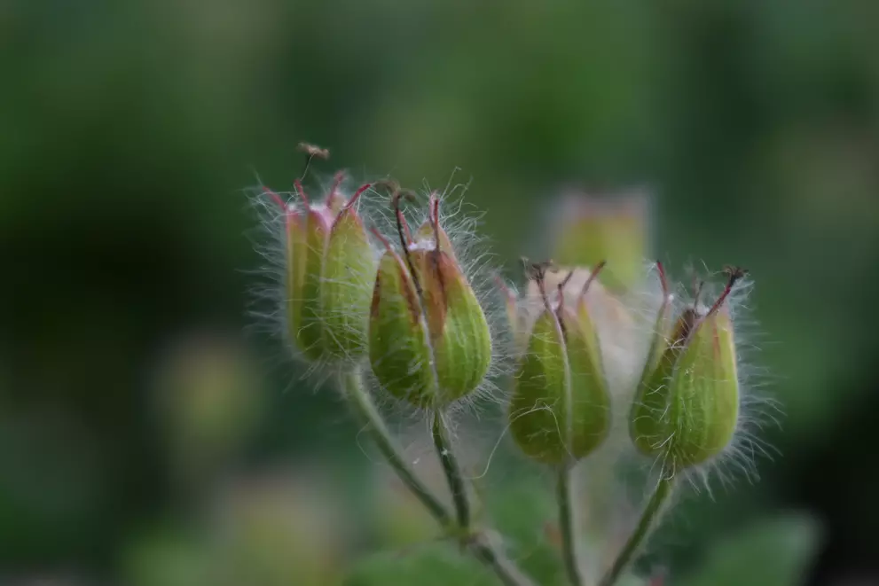 Closed flower with small, whisker like hairs dotted around it's closed petal