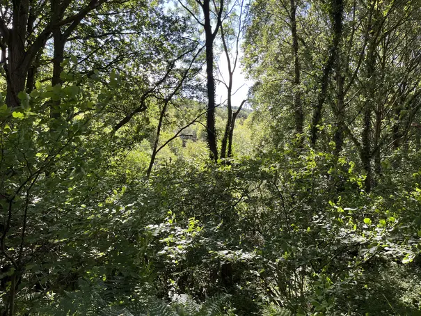 Lots of green foliage on a woodland path