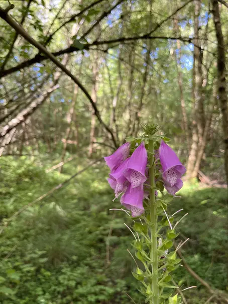 Pink flower in the woods