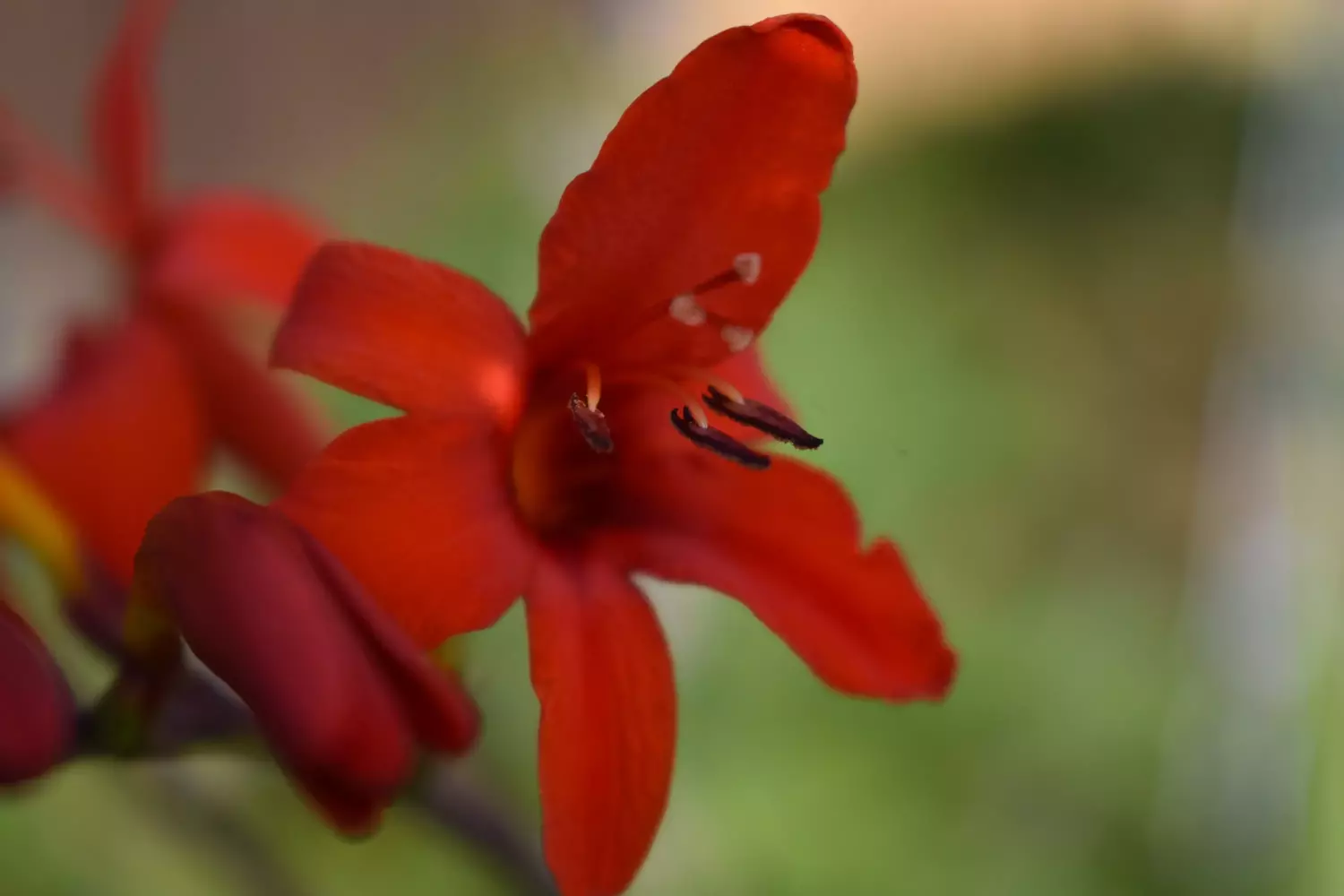 A red flower with five large petals, against a green, Bokeh background