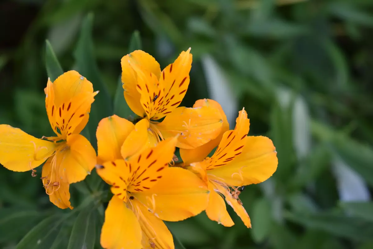 Closely bunched yellow flowers