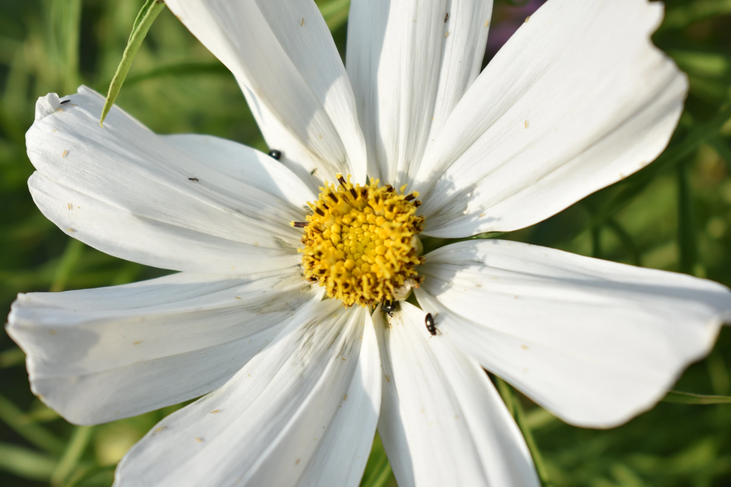 A single flower, with bright white petals and a yellow centre